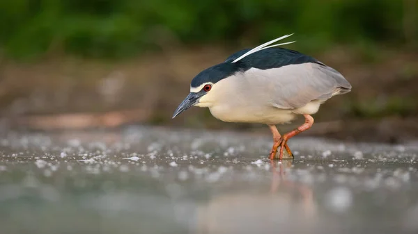 Black-crowned night heron wading in water in wet nature — Stock Photo, Image