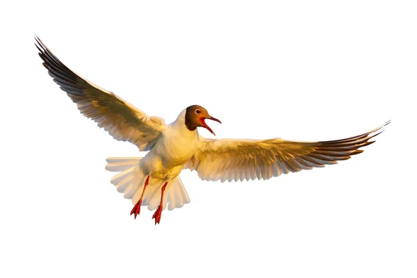 Gaivota de cabeça preta voando no ar à luz do sol cortada em branco — Fotografia de Stock