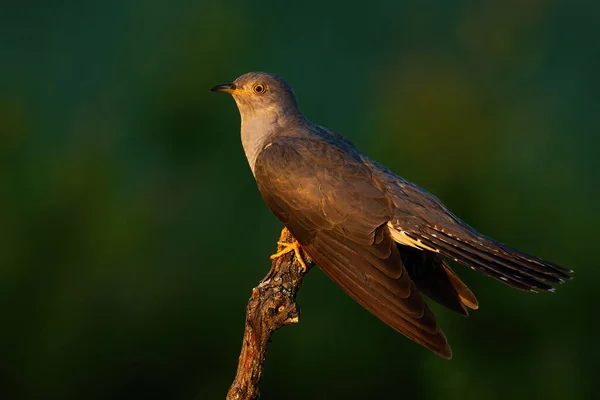 Common cuckoo sitting on branch in summer evening sun — Stock Photo, Image
