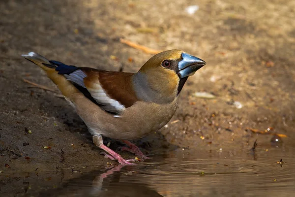 Hawfinch parado en la orilla del río en la naturaleza primaveral — Foto de Stock