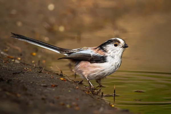 Long-tailed tit sitting on riverbank in spring nature — Stock fotografie