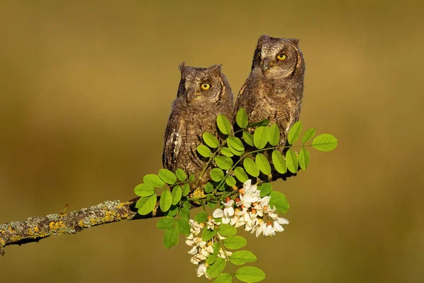 Two eurasian scops owl chicks sitting on branch in spring — Stock Photo, Image