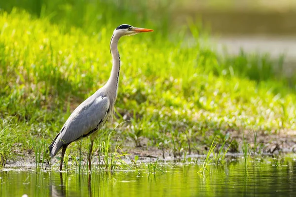 Grey heron standing on riverbank in summer sunlight — Stock Photo, Image
