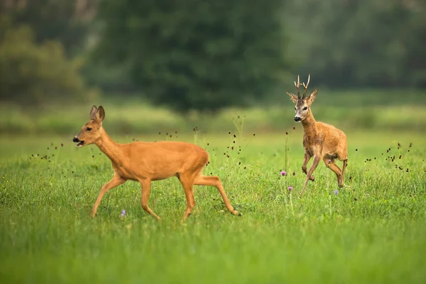 Rehbock jagt Reh in Sommerbrunftzeit auf Wiese — Stockfoto