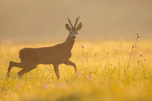 Roe szarvas buck nézi a kamera a fű a reggeli fényben — Stock Fotó