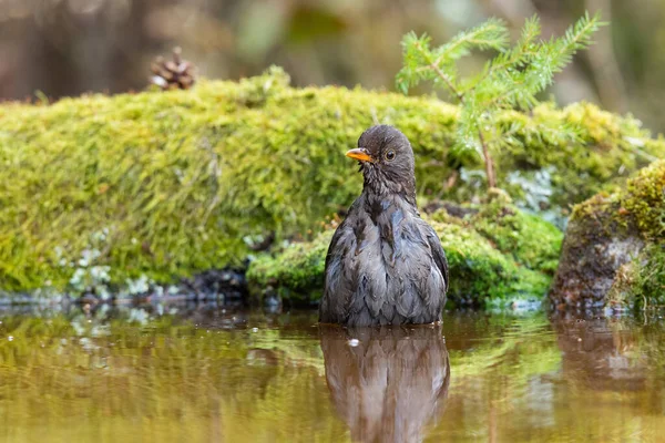 Common blackbird female bathing in water in summer nature — Stock Photo, Image