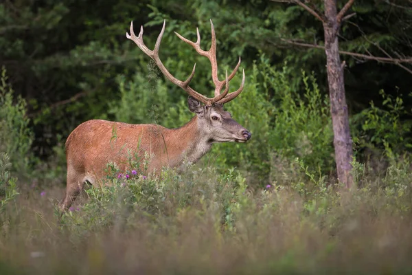 Red deer walking in vivid forest in summertime nature — Stock Photo, Image