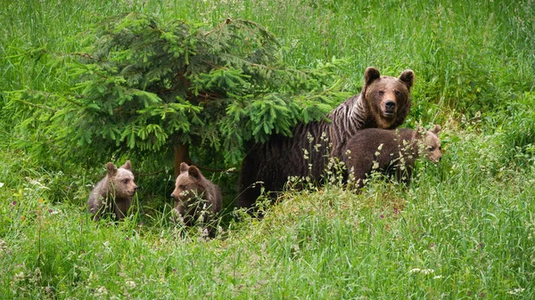 Семейство бурых медведей передвигается по зеленой природе — стоковое фото