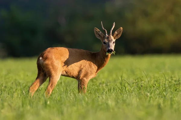 Roe deer chewing on green field in summer sunlight — 스톡 사진