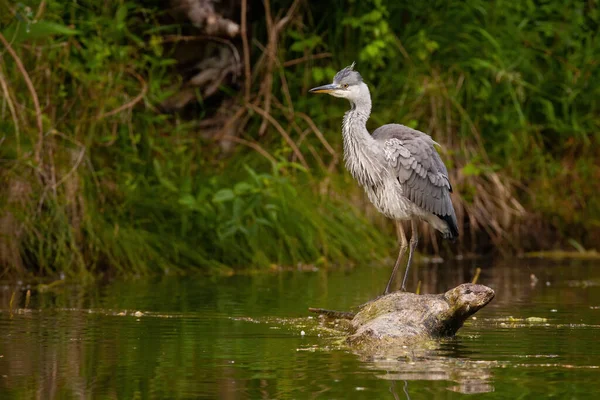 Grey heron standing on fallen tree in water in summer — Stock Photo, Image