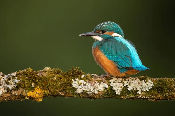 Společné kingfisher kuřátko sedí na větvi s kopií prostoru — Stock fotografie