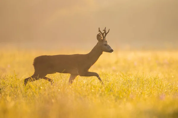 Roe veado buck andando no prado no sol da manhã de verão — Fotografia de Stock
