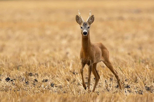 Roe herten wandelen op droge landbouwgrond in de zomer natuur — Stockfoto