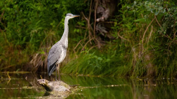 Grey heron looking from a wood in water with copy space — Stock Photo, Image