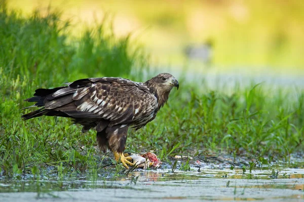 White-tailed eagle feeding riverbank in summer nature — Stock Photo, Image