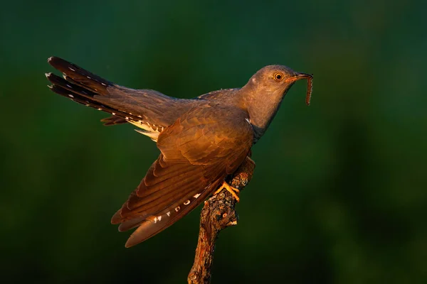 Cuco común sosteniendo gusano en el árbol en el atardecer de verano —  Fotos de Stock