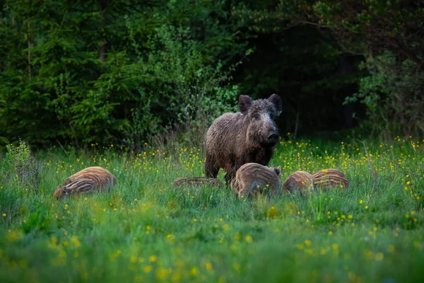 Cinghiale femmina a guardia dei suoi maialini striati mentre si nutre di un prato verde — Foto Stock