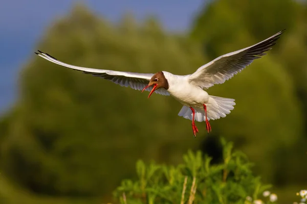 Mouette à tête noire avec un bec ouvert atterrissant dans la nature verte estivale — Photo