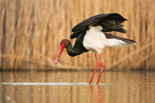 Fekete gólya vadászat vízben tavasszal természet. — Stock Fotó