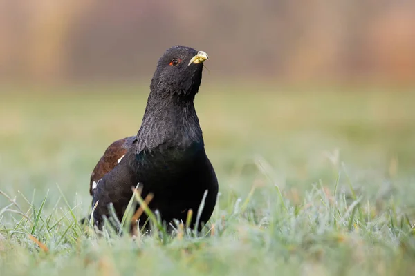 Capperi occidentali seduti sulle praterie in primavera — Foto Stock