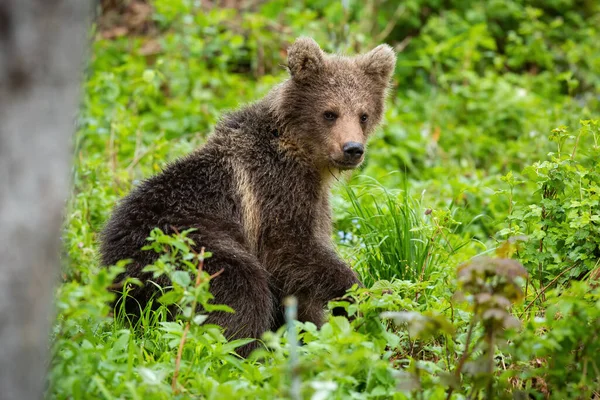 Детеныш бурого медведя отдыхает в зеленом лесу летом — стоковое фото