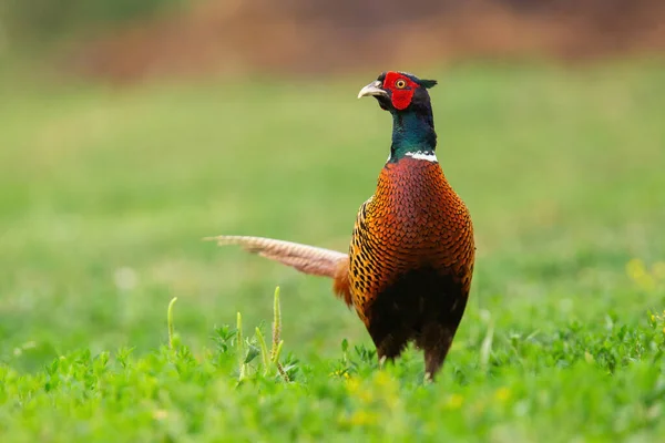 Faisán común observando en pastos en la naturaleza primaveral — Foto de Stock