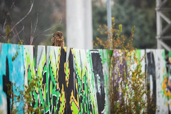 Транквільська уральна сова, що сидить на стіні графіті в місті — стокове фото