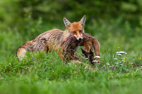 Рыжая лиса охотится на детеныша косули оленя, оленя на лугу летом — стоковое фото