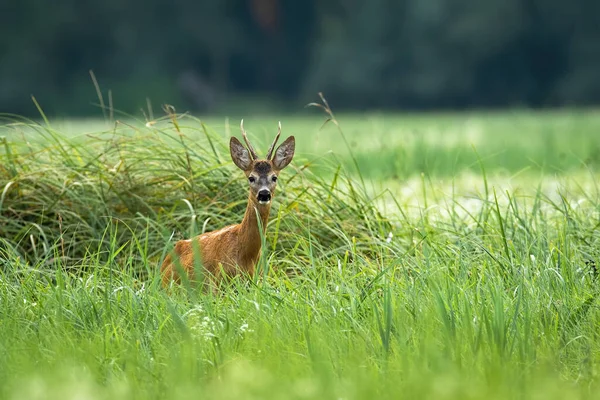 Roe herten staan in lang gras in de zomer natuur — Stockfoto