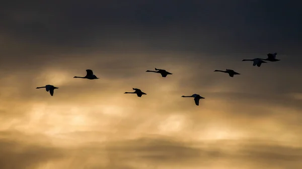 Bandada de cisnes mudos volando en el cielo en el atardecer de verano — Foto de Stock