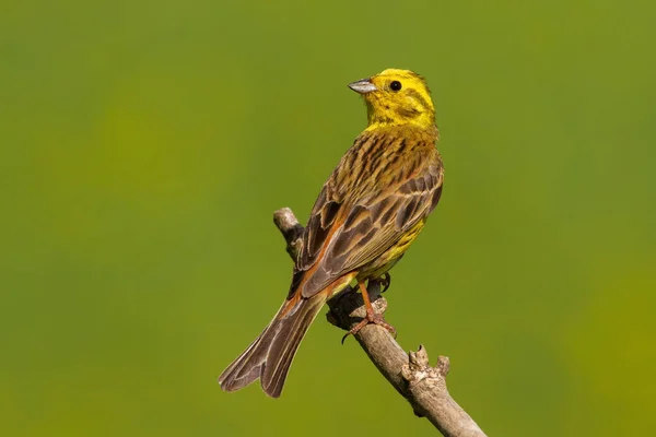 Yellowhammer sedí na větvi v letním slunci. — Stock fotografie