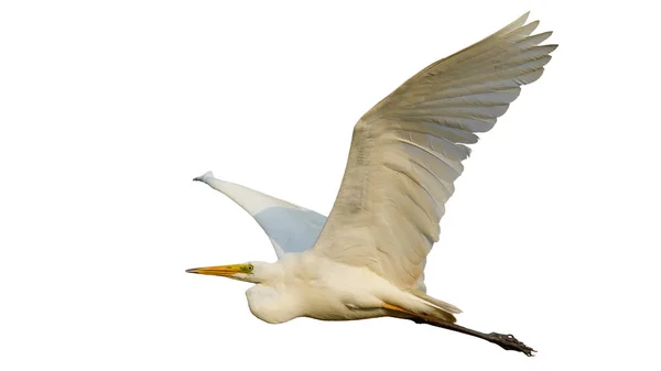 Great egret in flight isolated on white background — Stock Photo, Image