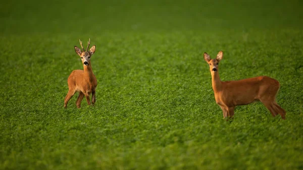 Zwei Rehe stehen in Sommerbrunftzeit auf Feld — Stockfoto