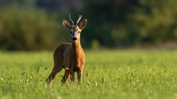 Güneşli yaz aylarında otlakta duran geyikleri uyarın. — Stok fotoğraf