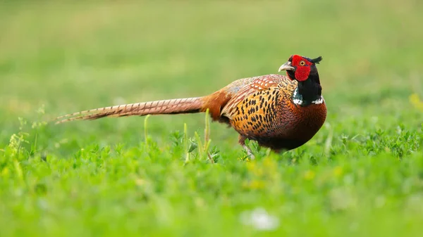 Поширений фазан спостерігає за луками в літньому сонячному світлі — стокове фото