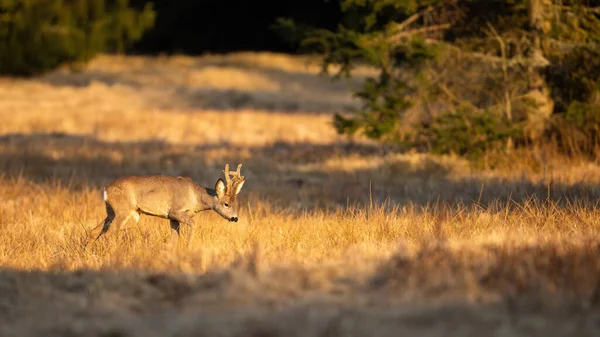 Sabahın ilk ışıklarıyla yürüyen geyik yavrusunun büyüleyici fotoğrafı. — Stok fotoğraf