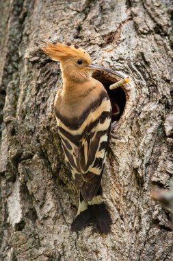 Avrasyalı Hoopoe, yuva yaparken bir ağaç oyuğunun girişinde oturuyor.