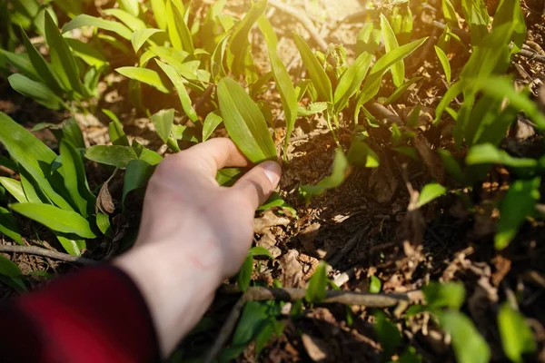 Människans handplockande björnvitlöksblad i vårskogen — Stockfoto