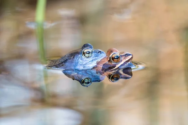 Moor žába pár krytí uvnitř vody v jarní přírodě. — Stock fotografie