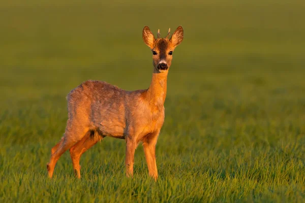 Jovem corça cervo fanfarrão de pé no prado no pôr do sol da primavera. — Fotografia de Stock