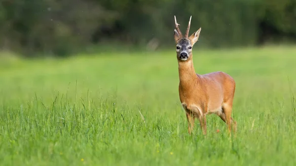 在阳光明媚的夏天，鹿站在草原上 — 图库照片
