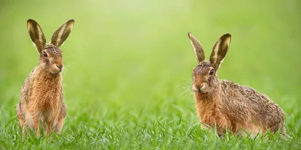 Paar bruine hazen tegenover camera van groen gras met kopieerruimte — Stockfoto