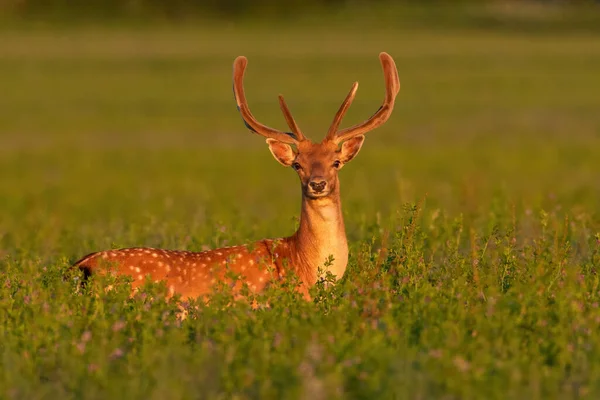 Odłogi jelenie patrząc w aparat fotograficzny w koniczynie w lecie — Zdjęcie stockowe