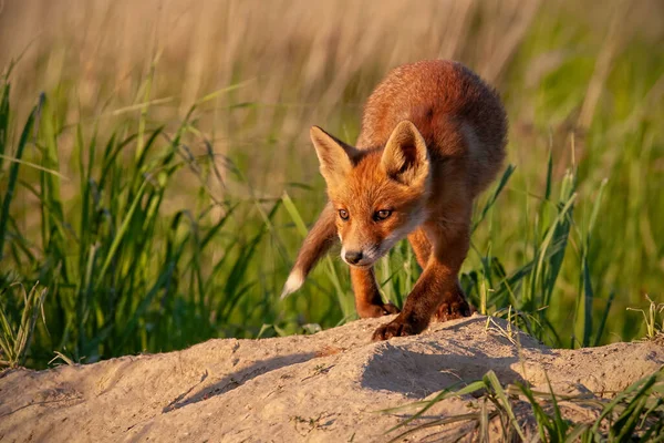 Pequena raposa vermelha caminhando para a frente perto de den na natureza primavera ao pôr do sol. — Fotografia de Stock