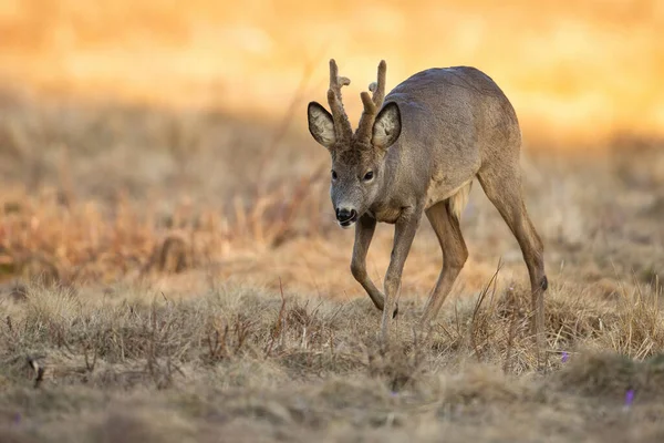 Roe geyik geyiği güneşli bahar doğasında kuru tarlada yürüyor. — Stok fotoğraf