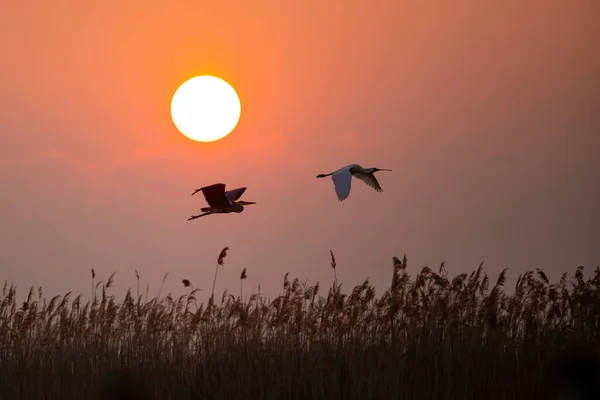 Garza gris y espátula eurasiática volando contra el sol — Foto de Stock