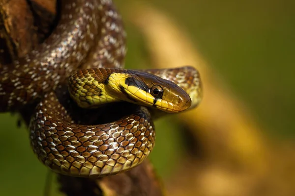 Aesculapian snake climbing on tree in summer sunlight — Stock Photo, Image