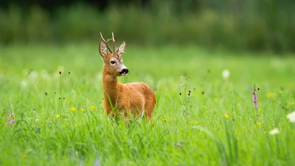 緑の牧草地に立ち、夏の自然の中で脇を見る鹿の背中 — ストック写真