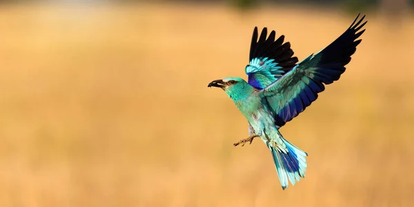 European roller landing on field with copy space in panoramic shot — Stock Photo, Image