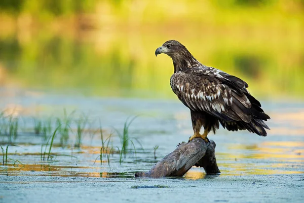 Jonge zeearend met witte staart zittend op tak in water — Stockfoto